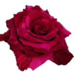 Red Panther Rose Equateur Ethiflora